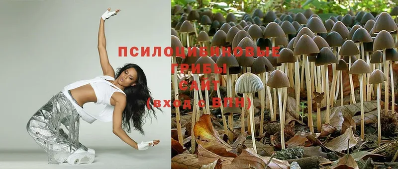 хочу наркоту  Родники  Псилоцибиновые грибы Psilocybe 